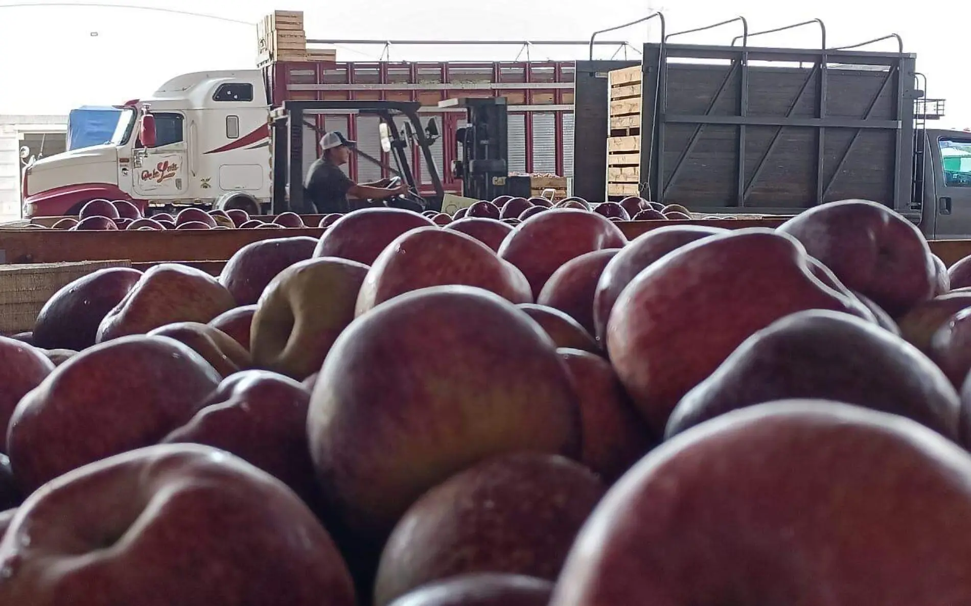 Se mantiene la demanda para refrigeración de la manzana